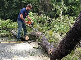 Las Palmas Ii, TX  Tree Services Company